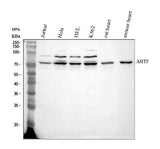 Anti-MITF Antibody Picoband® Boster Bio