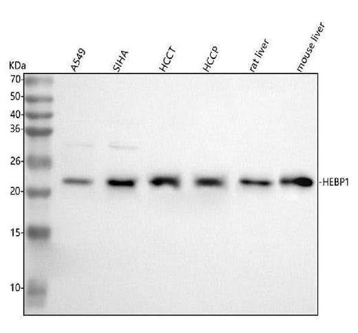 Anti-HEBP1 Antibody Picoband® Boster Bio