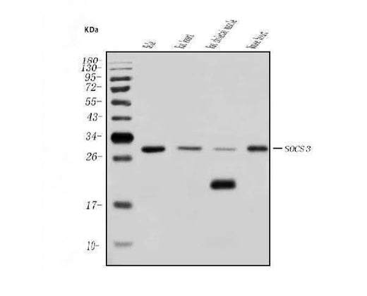 Anti-SOCS3 Antibody Picoband® Boster Bio