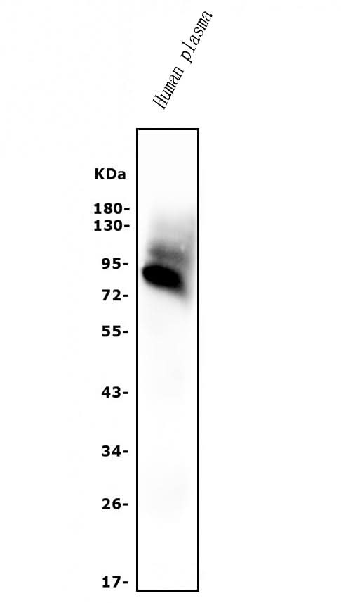 Anti-AFM Antibody Picoband® Boster Bio