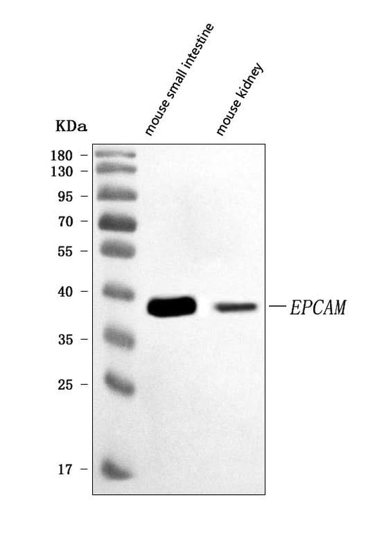 Anti-CD326/Epcam Antibody Picoband® Boster Bio