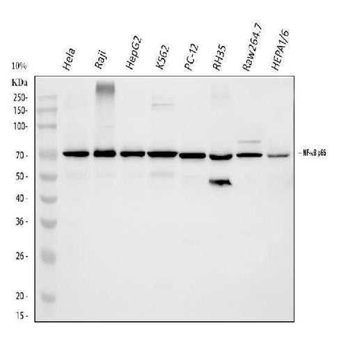 Anti-NF-kB p65/RELA Antibody Picoband® Boster Bio