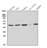 Anti-PAX3 Antibody Picoband® Boster Bio