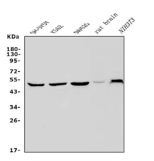 Anti-PAX3 Antibody Picoband® Boster Bio