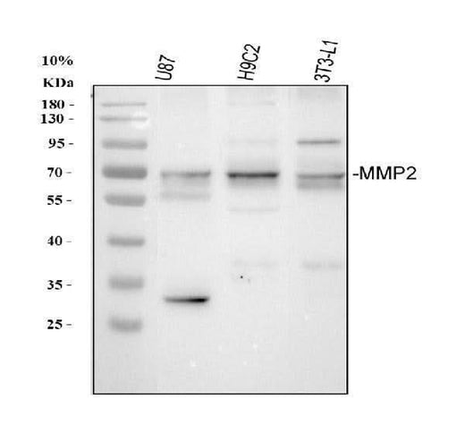 Anti-MMP2 Antibody Picoband® Boster Bio