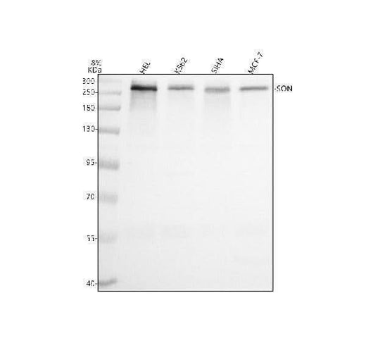 Anti-SON Antibody Picoband® Boster Bio