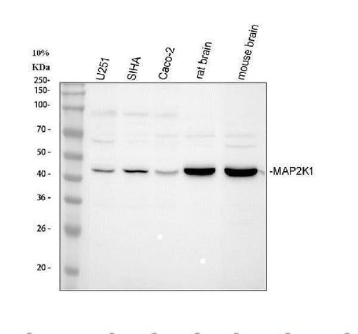 Anti-MEK1/MAP2K1 Antibody Picoband® Boster Bio