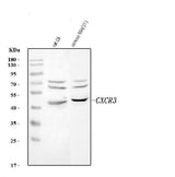 Anti-Cxcr3 Antibody Picoband® Boster Bio