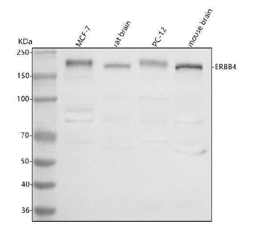 Anti-ERBB4 Antibody Picoband® Boster Bio