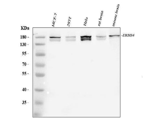 Anti-ErbB 4/ERBB4 Antibody Picoband® Boster Bio