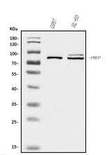 Anti-Prolyl Endopeptidase/PREP Antibody Picoband® Boster Bio