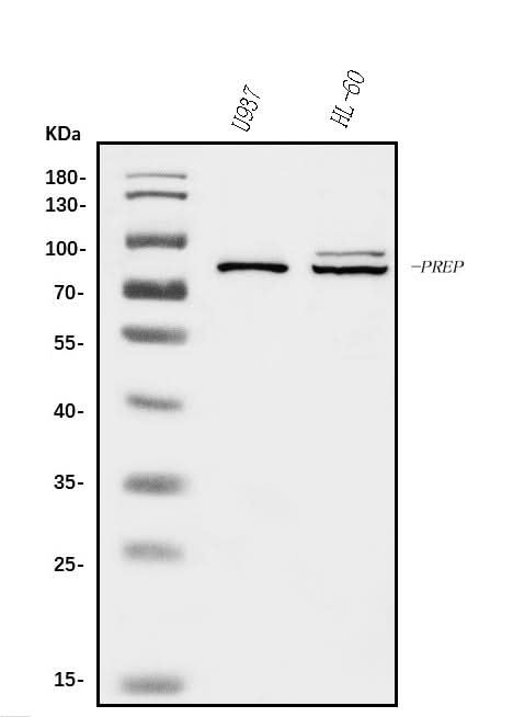 Anti-Prolyl Endopeptidase/PREP Antibody Picoband® Boster Bio