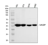 Anti-VASP Antibody Picoband® Boster Bio