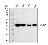 Anti-VASP Antibody Picoband® Boster Bio