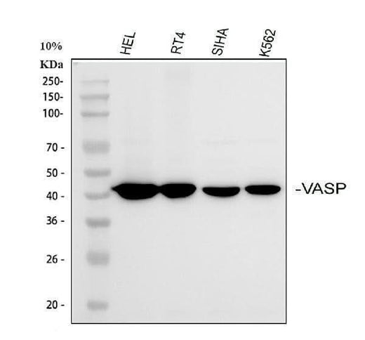 Anti-VASP Antibody Picoband® Boster Bio