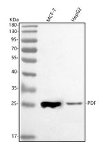 Anti-PDF Antibody Picoband® Boster Bio
