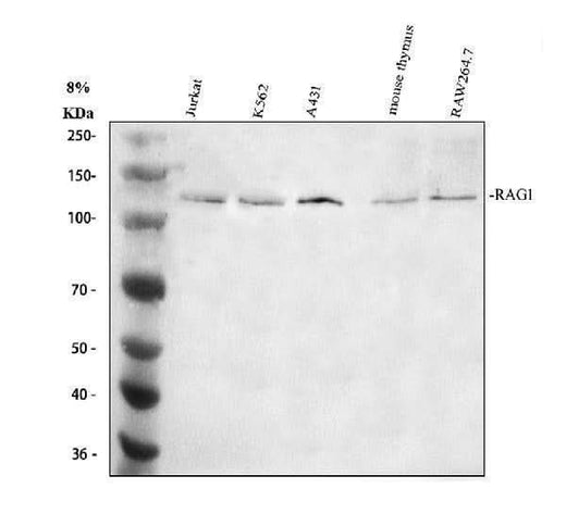 Anti-RAG1 Antibody Picoband® Boster Bio