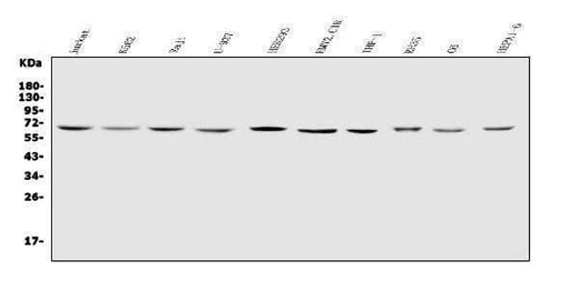Anti-IL2 Receptor gamma/IL2RG Antibody Picoband® Boster Bio