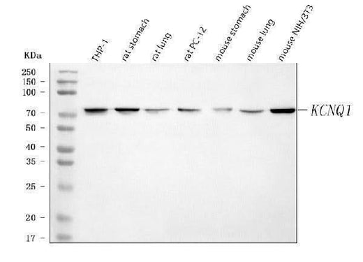 Anti-KCNQ1 Antibody Picoband® Boster Bio