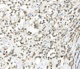 Anti-DDIT3 Antibody Picoband® Boster Bio