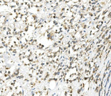 Anti-DDIT3 Antibody Picoband® Boster Bio