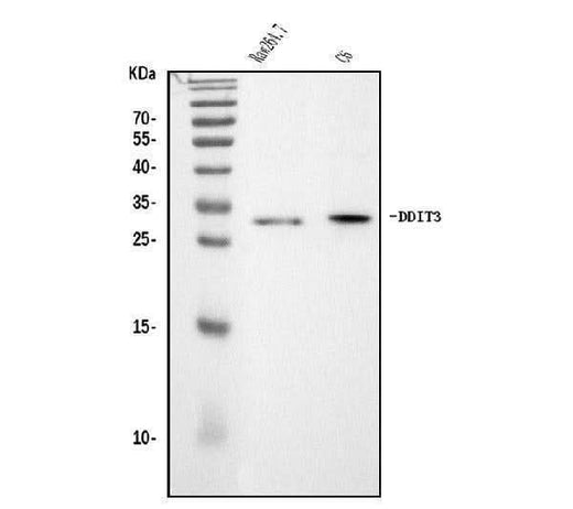 Anti-Ddit3 Antibody Picoband® Boster Bio