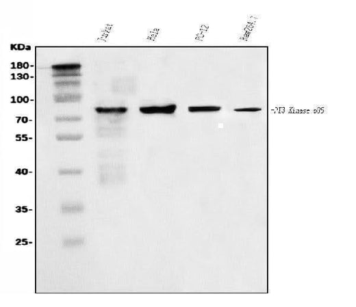 Anti-PI 3 Kinase p85 alpha/PIK3R1 Antibody Picoband® Boster Bio