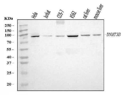 Anti-DNMT3B Antibody Picoband® Boster Bio