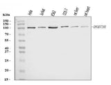 Anti-DNMT3B Antibody Picoband® Boster Bio