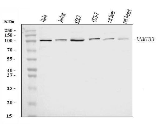 Anti-DNMT3B Antibody Picoband® Boster Bio