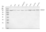 Anti-DNMT3B Antibody Picoband® Boster Bio