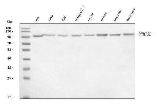 Anti-DNMT3B Antibody Picoband® Boster Bio