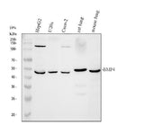 Anti-BMP4 Antibody Picoband® Boster Bio