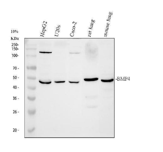 Anti-BMP4 Antibody Picoband® Boster Bio