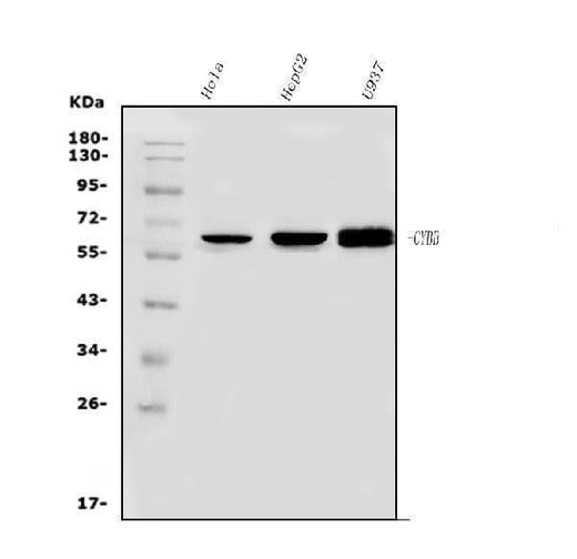 Anti-NOX2/gp91phox/CYBB Antibody Picoband® Boster Bio