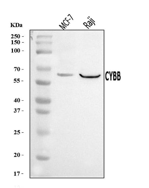 Anti-NOX2/gp91phox/CYBB Antibody Picoband® Boster Bio