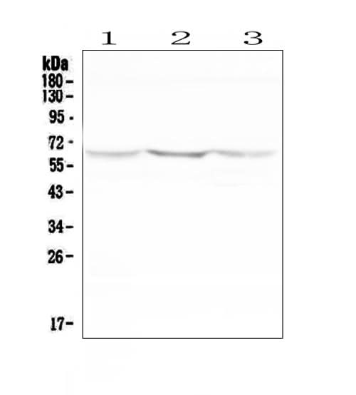 Anti-NOX2/gp91phox/CYBB Antibody Picoband® Boster Bio