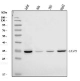 Anti-Caspase-3(p17)/CASP3 Antibody Picoband® Boster Bio