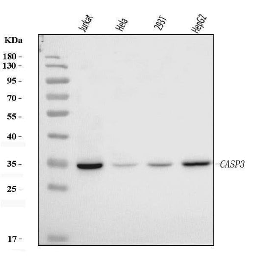 Anti-Caspase-3(p17)/CASP3 Antibody Picoband® Boster Bio