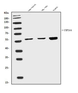 Anti-Cytochrome P450 3A4/CYP3A4 Antibody Picoband® Boster Bio