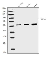 Anti-Cytochrome P450 3A4/CYP3A4 Antibody Picoband® Boster Bio