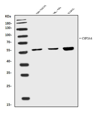 Anti-Cytochrome P450 3A4/CYP3A4 Antibody Picoband® Boster Bio