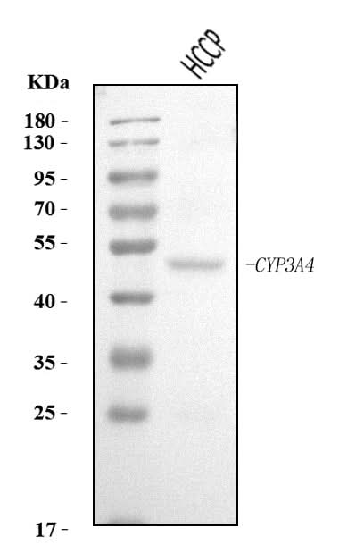 Anti-Cytochrome P450 3A4/CYP3A4 Antibody Picoband® Boster Bio