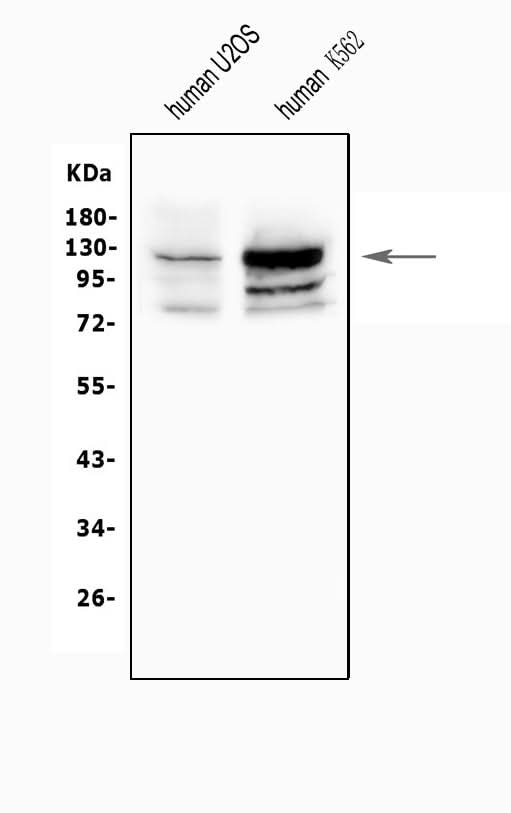 Anti-NFAT2/NFATC1 Antibody Picoband® Boster Bio
