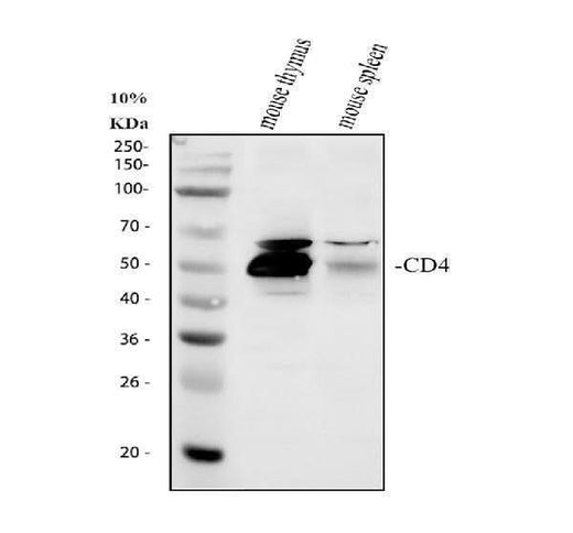 Anti-CD4 Antibody Picoband® Boster Bio