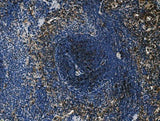 Anti-Cd4 Antibody Boster Bio