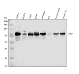 Anti-BAP1 Antibody Picoband® Boster Bio
