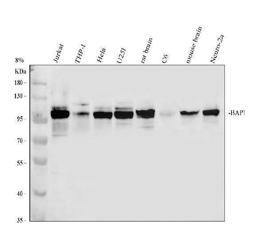 Anti-BAP1 Antibody Picoband® Boster Bio