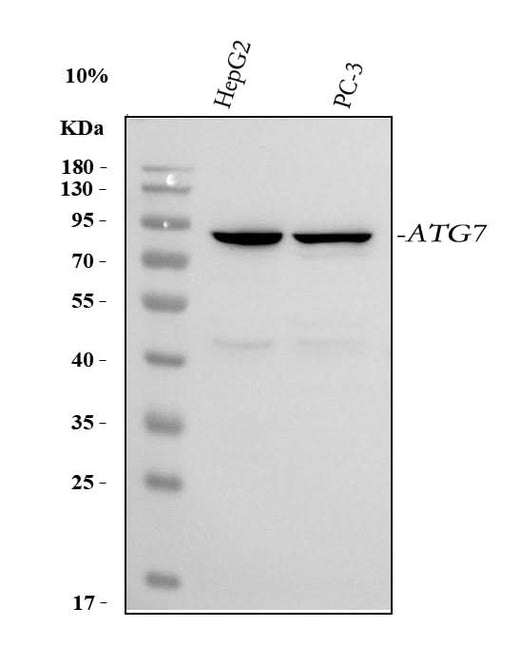 Anti-ATG7 Antibody Picoband® Boster Bio