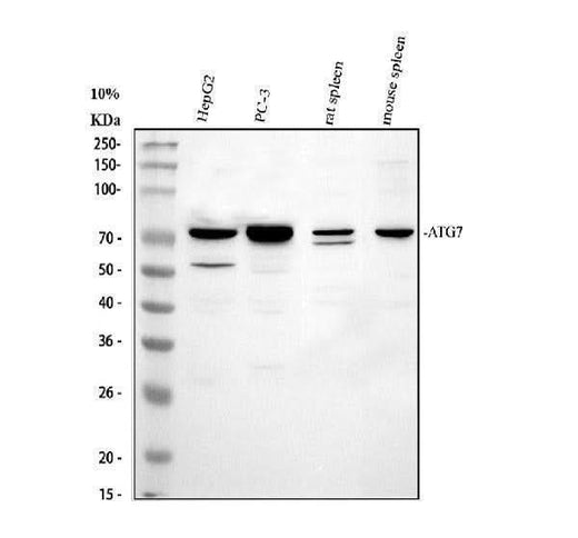 Anti-ATG7 Antibody Picoband® Boster Bio
